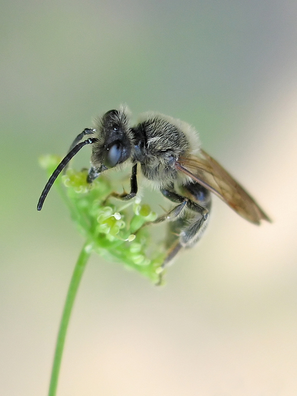 bee-on-flower